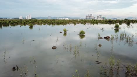Mangrove-swamp-with-development-city-at-Batu-Kawan,-Penang,-Malaysia.